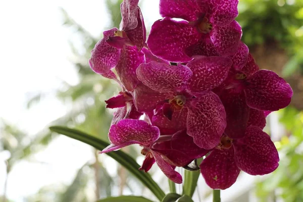 Vanda orquídeas flor natural — Fotografia de Stock