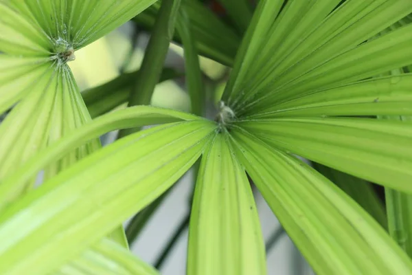 Feuilles de palmier vert naturel — Photo