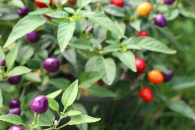 Tropikal içinde kiraz biber