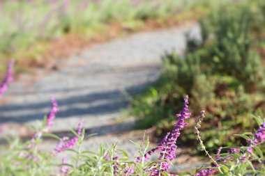 tropikal ada çayı çiçek