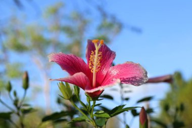tropikal Hibiscus çiçek