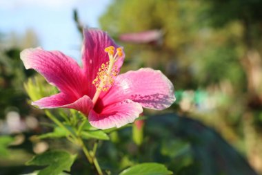 tropikal Hibiscus çiçek