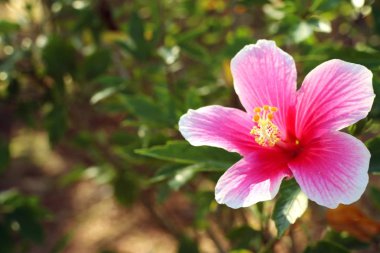 tropikal Hibiscus çiçek