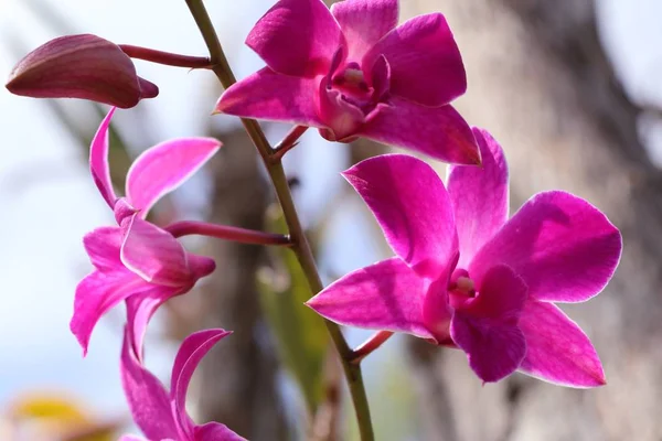 Hermosa orquídea en tropical — Foto de Stock