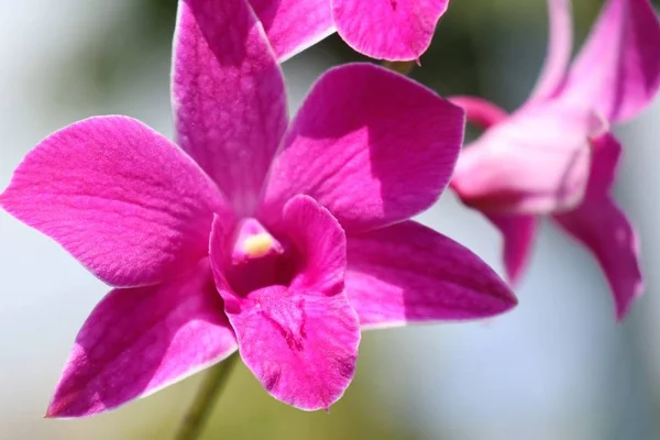 Красивая орхидея в тропиках — стоковое фото