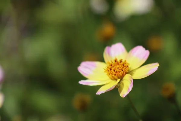 Diasy flower in tropica — Stock Photo, Image