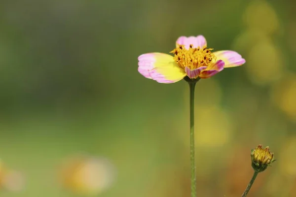 Fleur de diasy en tropica — Photo