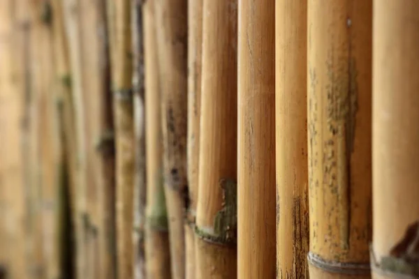 Este fondo de bambú pared — Foto de Stock