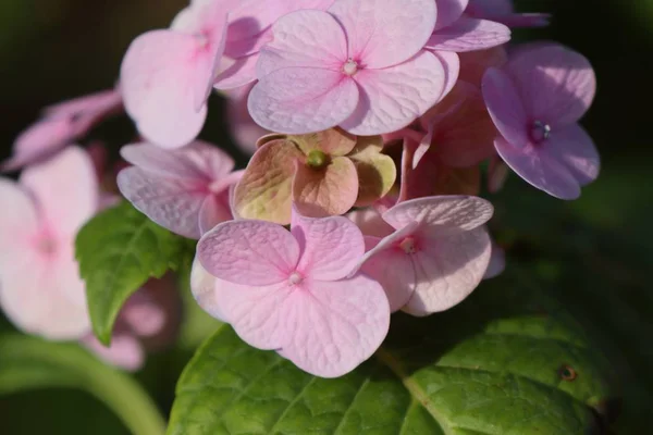 Bloem van de hortensia's in tropische — Stockfoto