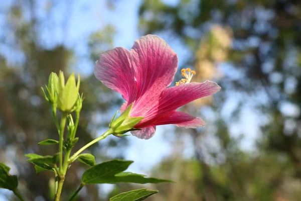 Hibiscus τα λουλούδια στα τροπικά — Φωτογραφία Αρχείου