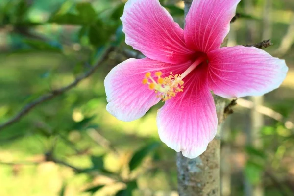 Flores de hibisco en tropical —  Fotos de Stock