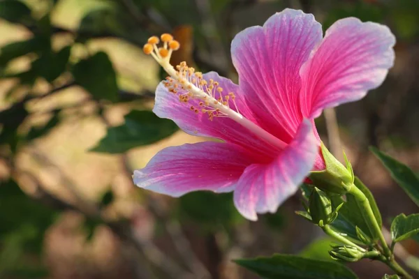 W tropikalnych kwiat hibiskusa — Zdjęcie stockowe