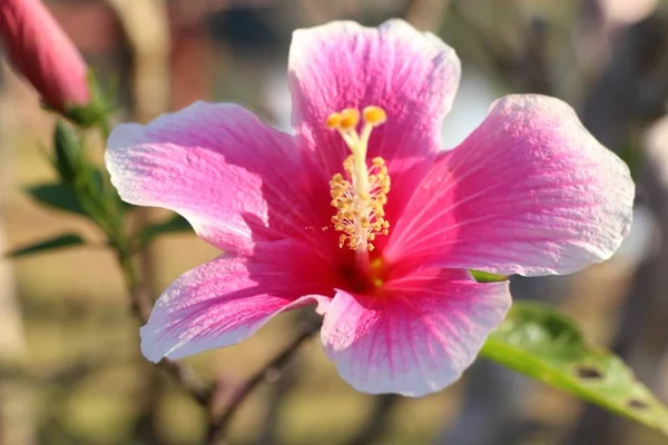 W tropikalnych kwiat hibiskusa — Zdjęcie stockowe