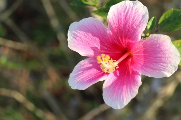 Hibiscus blommor i tropical — Stockfoto
