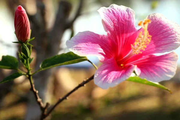 Tropikal Hibiscus çiçek — Stok fotoğraf