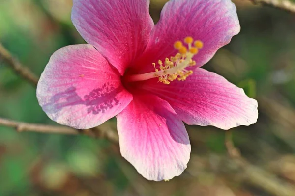 W tropikalnych kwiat hibiskusa — Zdjęcie stockowe