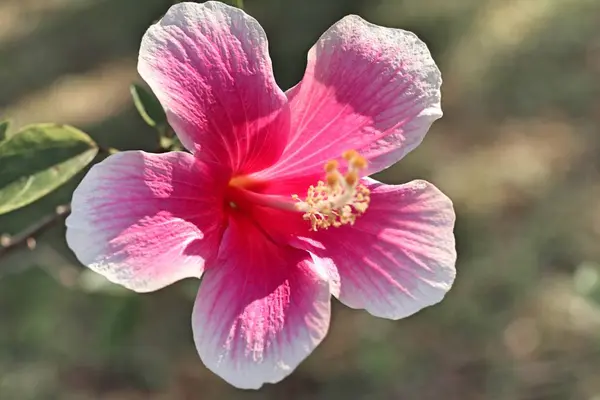 W tropikalnych kwiat hibiskusa — Zdjęcie stockowe