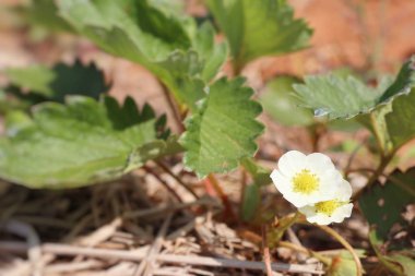 Bahçede çilek tesisi