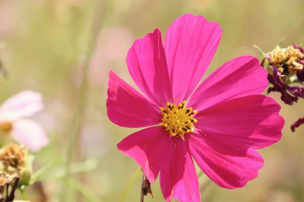 Pink cosmos in tropical — Stock Photo, Image