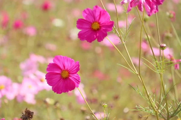 Pink cosmos in tropical — Stock Photo, Image