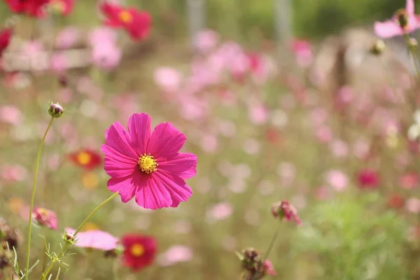 Pink cosmos in tropical — Stock Photo, Image