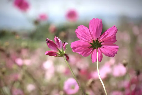 Rosa Kosmos im tropischen — Stockfoto