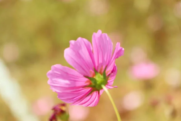 Pink cosmos in tropical — Stock Photo, Image