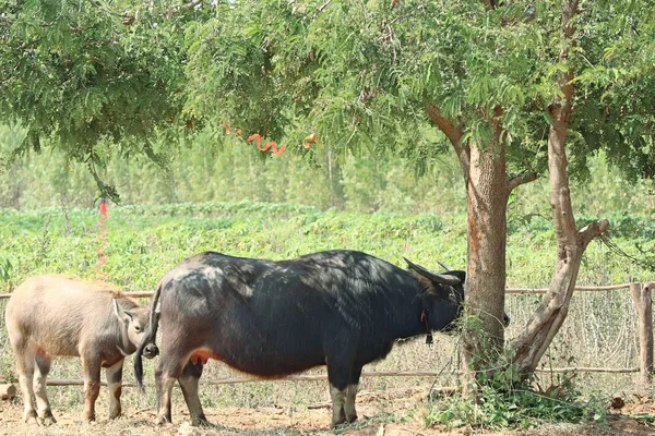 Buffalo under the tree — Stock Photo, Image