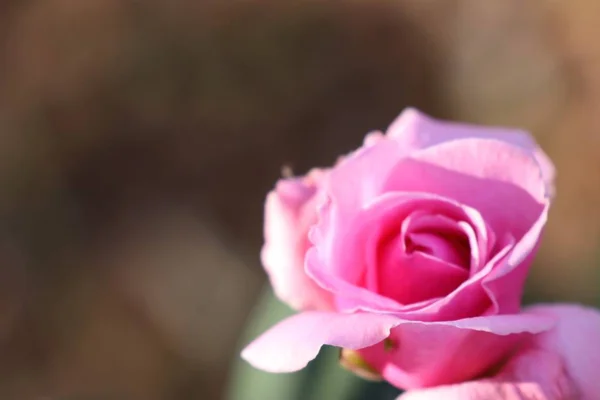 Rosa Rose in tropischen — Stockfoto