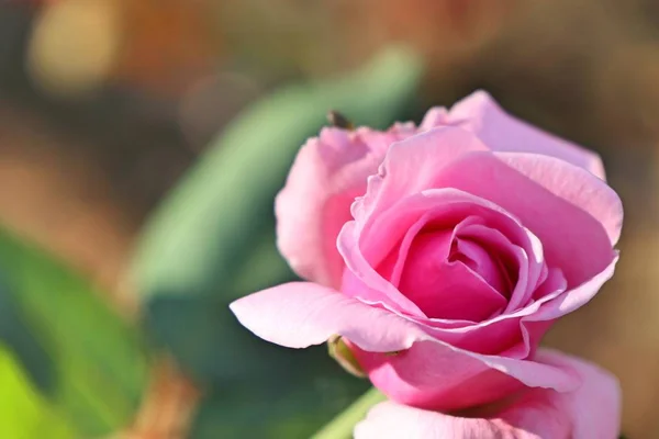 Rosa Rose in tropischen — Stockfoto