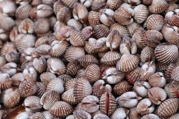 Cockles em comida de rua — Fotografia de Stock