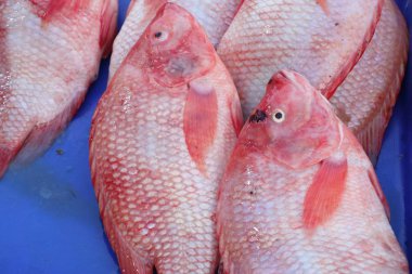 Markette taze fishs