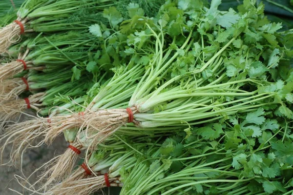 Coriander at the market — Stock Photo, Image