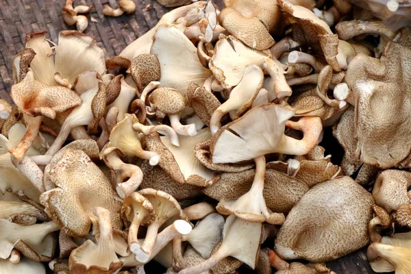 Funghi freschi al mercato — Foto Stock