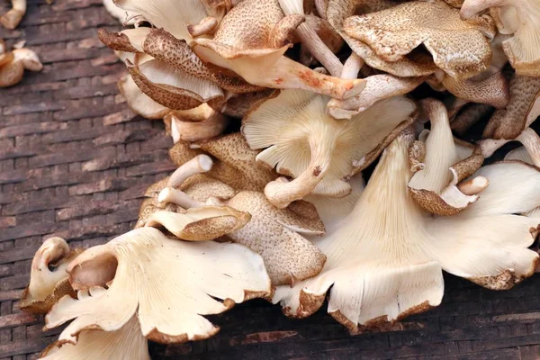 Funghi freschi al mercato — Foto Stock