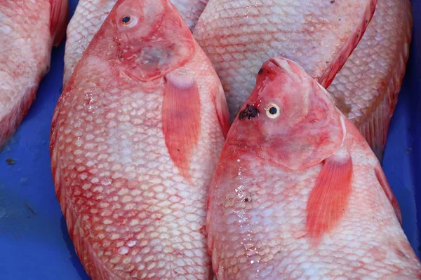 Čerstvé ryb na trhu — Stock fotografie