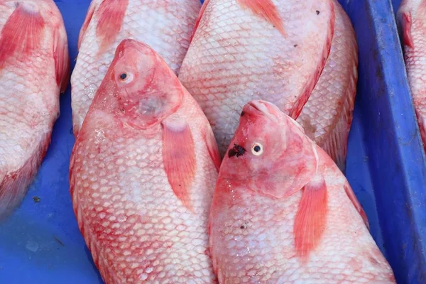 市場で新鮮な fishs — ストック写真