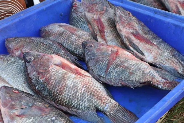 Verse fishs op de markt — Stockfoto