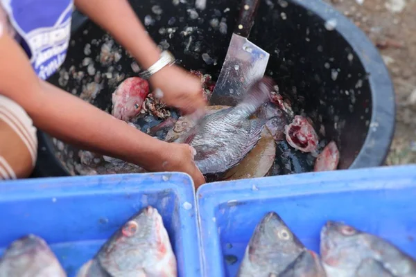 Verse fishs op de markt — Stockfoto