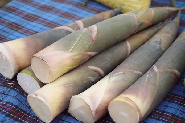 Bamboo shoot op straat road — Stockfoto