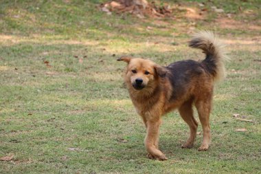 Bacaklar kahverengi köpek devre dışı