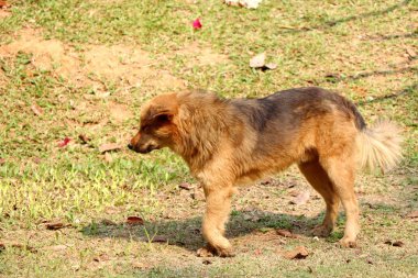 Bacaklar kahverengi köpek devre dışı