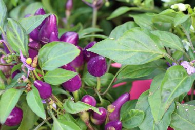 Bahçe içinde Chili biber