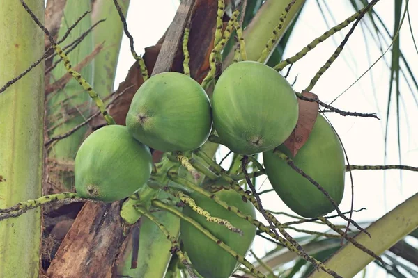 Kokosowy roślin w tropikalnych — Zdjęcie stockowe