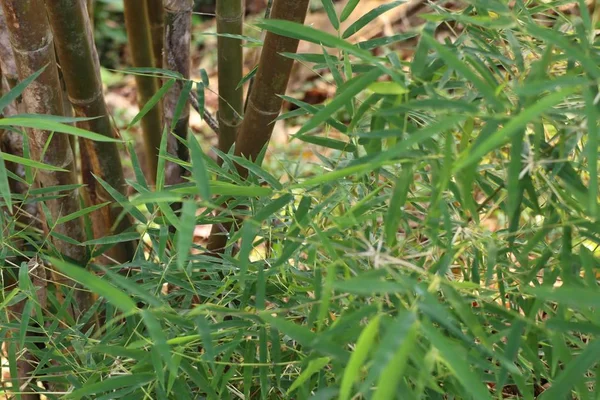 Planta de bambú en tropical —  Fotos de Stock