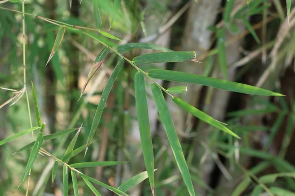 Planta de bambú en tropical — Foto de Stock