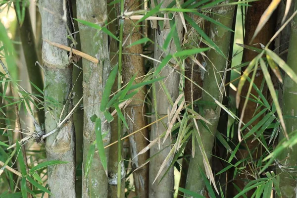 热带竹子植物 — 图库照片