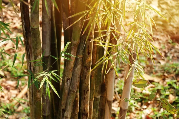 Bamboo plant in tropical