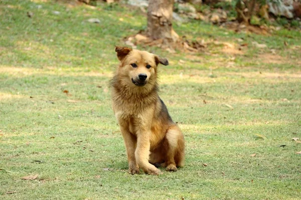 Bruine hond uitgeschakeld benen — Stockfoto