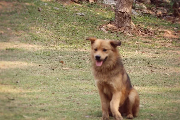 Brown cão pernas desativadas — Fotografia de Stock